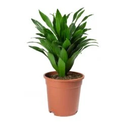 Dracaena Fragrans Compacta - Head -HORTOLOGY Plants Sale Dracaena fragrans Compacta Head Large