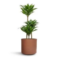 Dracaena Fragrans Compacta - Multi Stem 24 Dracaena Fragrans Compacta - Multi Stem -HORTOLOGY Plants Sale Dracaena fragrans Compacta Multi Stem 21x100cm 3 stems Prague Plant Pot Mocha 28x24cm e0b3705a 187e 479d b39c 1f9a060a4b78