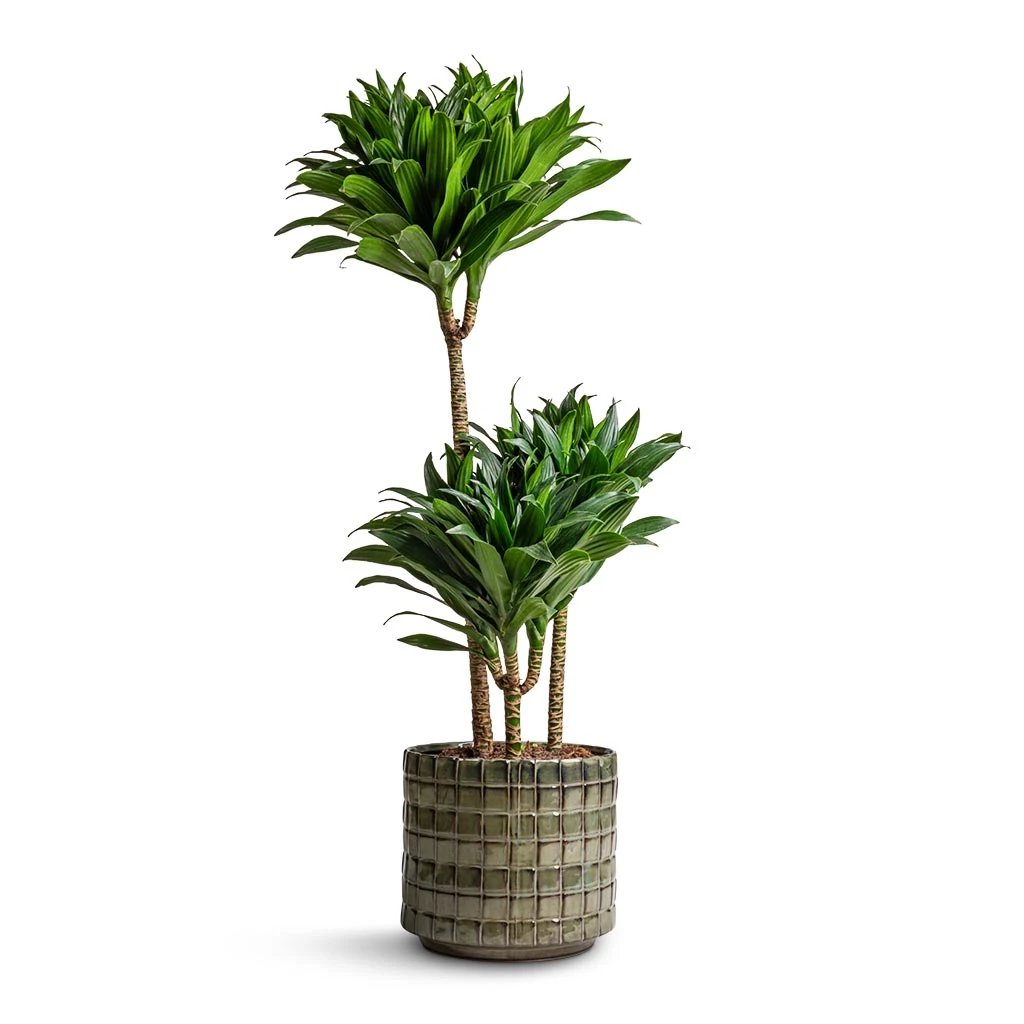 Dracaena Fragrans Compacta - Multi Stem 1 Dracaena Fragrans Compacta - Multi Stem