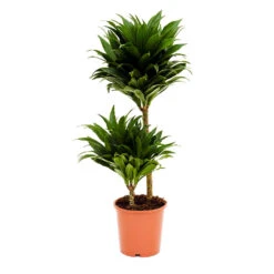 Dracaena Fragrans Compacta - Multi Stem 20 Dracaena Fragrans Compacta - Multi Stem -HORTOLOGY Plants Sale Dracaena fragrans Compacta Multi Stem