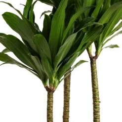 Dracaena Fragrans Compacta - Multi Stem 15 Dracaena Fragrans Compacta - Multi Stem -HORTOLOGY Plants Sale Dracaena fragrans Compacta Multi Stem DETAIL 2