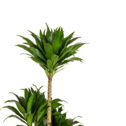Dracaena Fragrans Compacta - Multi Stem 21 Dracaena Fragrans Compacta - Multi Stem -HORTOLOGY Plants Sale Dracaena fragrans Compacta Multi Stem DETAIL