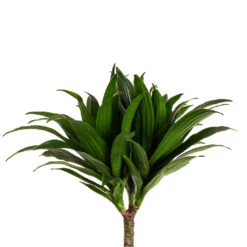 Dracaena Fragrans Compacta - Multi Stem 18 Dracaena Fragrans Compacta - Multi Stem -HORTOLOGY Plants Sale Dracaena fragrans Compacta Multi Stem DETAIL 3