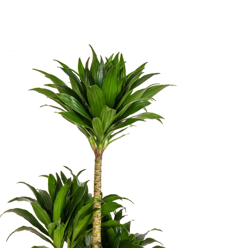 Dracaena Fragrans Compacta - Multi Stem 9 Dracaena Fragrans Compacta - Multi Stem - Image 9