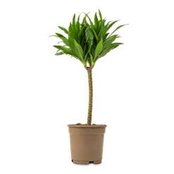 Dracaena Fragrans Compacta - Single Stem -HORTOLOGY Plants Sale Dracaena fragrans Compacta Single Stem 17x65cm