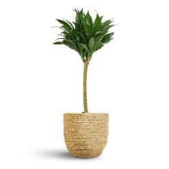 Dracaena Fragrans Compacta - Single Stem -HORTOLOGY Plants Sale Dracaena fragrans Compacta Single Stem 17x65cm Cody Plant Pot Straw Grass 22x20cm