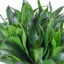 Dracaena Compacta Multi-Stem - Deep Green Lush Foliage - HydroCare Indoor Plant -HORTOLOGY Plants Sale Dracaena fragrans Compacta Single Stem Leaves 86c2a4e7 7a62 4ef5 ad33 214cb4ee418e