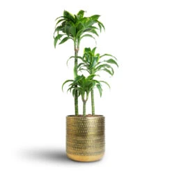 Solis Embossed Plant Pot - Gold -HORTOLOGY Plants Sale Dracaena fragrans Dorado Multi Stem 21x95cm 3 stems Solis Embossed Plant Pot Gold 25x25cm 7 f5643f8b 5337 44a8 8e3a b568893ec702