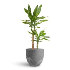 Bola Artstone Plant Pot - Grey 19 Bola Artstone Plant Pot - Grey -HORTOLOGY Plants Sale Dracaena fragrans Golden Coast Multi Stem 17x70cm 2 stems Bola Artstone Plant Pot Grey 28x24cm