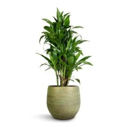 Dracaena Fragrans Janet Craig - Branched -HORTOLOGY Plants Sale Dracaena fragrans Janet Craig Branched 27x130cm Lydia Plant Pot Shiny Green 36x32cm