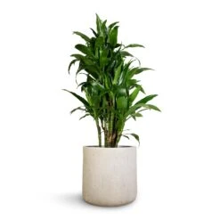Dracaena Fragrans Janet Craig - Branched -HORTOLOGY Plants Sale Dracaena fragrans Janet Craig Branched 27x130cm Raindrop Round Planter Stone 34x32cm 1