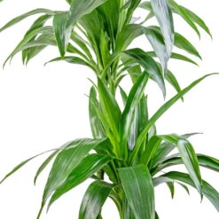 Dracaena Fragrans Janet Craig - Multi Stem -HORTOLOGY Plants Sale Dracaena fragrans Janet Craig Multi Stem 24x135cm DETAIL