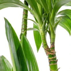 HORTOLOGY Plants Sale 30 HORTOLOGY Plants Sale -HORTOLOGY Plants Sale Dracaena fragrans Janet Craig Multi Stem 24x135cm DETAIL 4