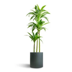 Max Refined Planter - Pine Green -HORTOLOGY Plants Sale Dracaena fragrans Janet Craig Multi Stem 24x135cm 3 stems Max Refined Planter Pine Green 29x29.5cm 7156306c 408b 4c4b 8ded 10917e15ea18