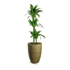 Dracaena Fragrans Janet Craig - Multi Stem -HORTOLOGY Plants Sale Dracaena fragrans Janet Craig Multi Stem Ben Plant Pot Straw Grass