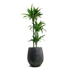 Dracaena Fragrans Janet Craig - Multi Stem -HORTOLOGY Plants Sale Dracaena fragrans Janet Craig Multi Stem Opus Hit Darcy Planter Silver 188e73ad 04ec 4c7c 8464 a99a9fb334de
