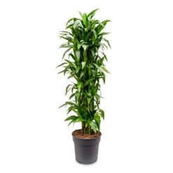 Dracaena Fragrans Janet Craig - Branched -HORTOLOGY Plants Sale Dracaena fragrans Janet Craig branched 34x180cm