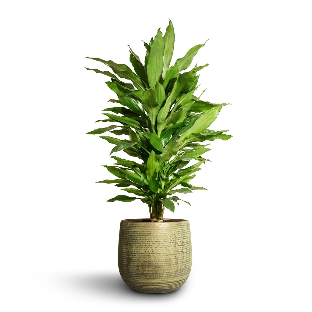 Lydia Plant Pot - Shiny Green 9 Lydia Plant Pot - Shiny Green - Image 9