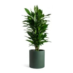 Max Refined Planter - Pine Green -HORTOLOGY Plants Sale Dracaena fragrans Janet Lind Max Refined Planter Pine Green