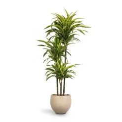 Mini Orb Kevan Plant Pot - Grey Washed -HORTOLOGY Plants Sale Dracaena fragrans Lemon Lime 3MultiStem 24 x 140cm Mini Orb Kevan Plant Pot Grey Washed 32x28cm c96e807e 71e5 4449 8cc8 060db2ea8dff