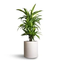 Max Refined Planter - Natural White -HORTOLOGY Plants Sale Dracaena fragrans Lemon Lime Branched 21x70cm Max Refined Planter Natural White 29x29.5cm e3b1c807 5a5b 4e62 8c50 43b66461678b