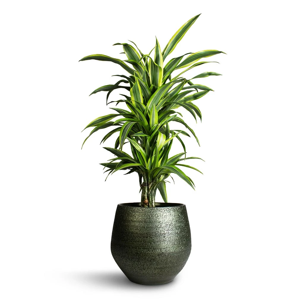Noor Plant Pot - Velvet Green 9 Noor Plant Pot - Velvet Green - Image 9