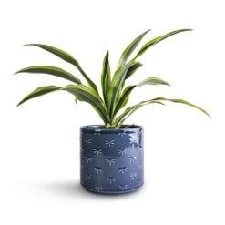 Dracaena Fragrans Lemon Lime - Head -HORTOLOGY Plants Sale Dracaena fragrans Lemon Lime Head 12x35cm Arley Plant Pot Blue Dragonfly 14.5x15.5cm