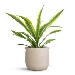 Dracaena Fragrans Lemon Lime - Head -HORTOLOGY Plants Sale Dracaena fragrans Lemon Lime Head 17x50cm Aurora Terrazzo Handle Plant Pot Oat 22x21cm