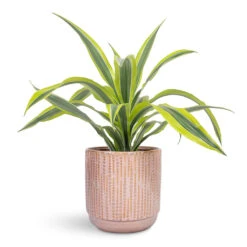 Cille Plant Pot - Vintage Pink -HORTOLOGY Plants Sale Dracaena fragrans Lemon Lime Head 17x50cm Cille Plant Pot Vintage Pink 21x20cm 1