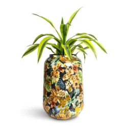 Lammie Planter - Berry Blue -HORTOLOGY Plants Sale Dracaena fragrans Lemon Lime Head 17x50cm Lammie Planter Berry Blue 30x42cm 1