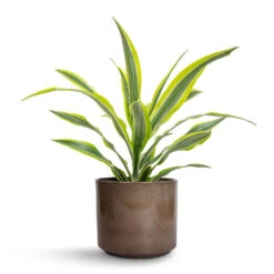 Dracaena Fragrans Lemon Lime - Head -HORTOLOGY Plants Sale Dracaena fragrans Lemon Lime Head 17x50cm Remmi Glaze Plant Pot Mocha 20x20cm f47c8ae6 ee3b 4689 89ec 80182e8fdf4e