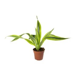 Dracaena Fragrans Lemon Lime - Head -HORTOLOGY Plants Sale Dracaena fragrans Lemon Lime Head