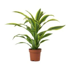 Dracaena Fragrans Lemon Lime - Head -HORTOLOGY Plants Sale Dracaena fragrans Lemon Lime Head Large