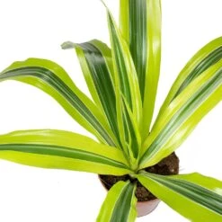 Dracaena Fragrans Lemon Lime - Head -HORTOLOGY Plants Sale Dracaena fragrans Lemon Lime Head Leaves