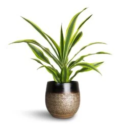 Dracaena Fragrans Lemon Lime - Head -HORTOLOGY Plants Sale Dracaena fragrans Lemon Lime Head Mya Plant Pot Deep Champagne
