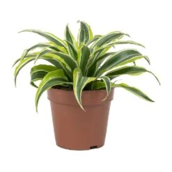 Dracaena Fragrans Lemon Lime - Head -HORTOLOGY Plants Sale Dracaena fragrans Lemon Lime Head Small