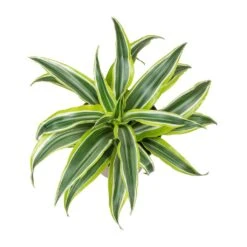 Dracaena Fragrans Lemon Lime - Head -HORTOLOGY Plants Sale Dracaena fragrans Lemon Lime Head Small Leaves