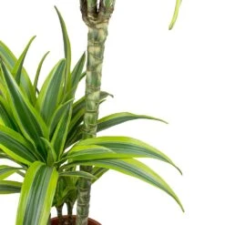 Dracaena Lemon Lime - Multi Stem - HydroCare 21 Dracaena Lemon Lime - Multi Stem - HydroCare -HORTOLOGY Plants Sale Dracaena fragrans Lemon Lime Leaves f0cd484d ee10 45ce bbcf 37fd2b6d17f7