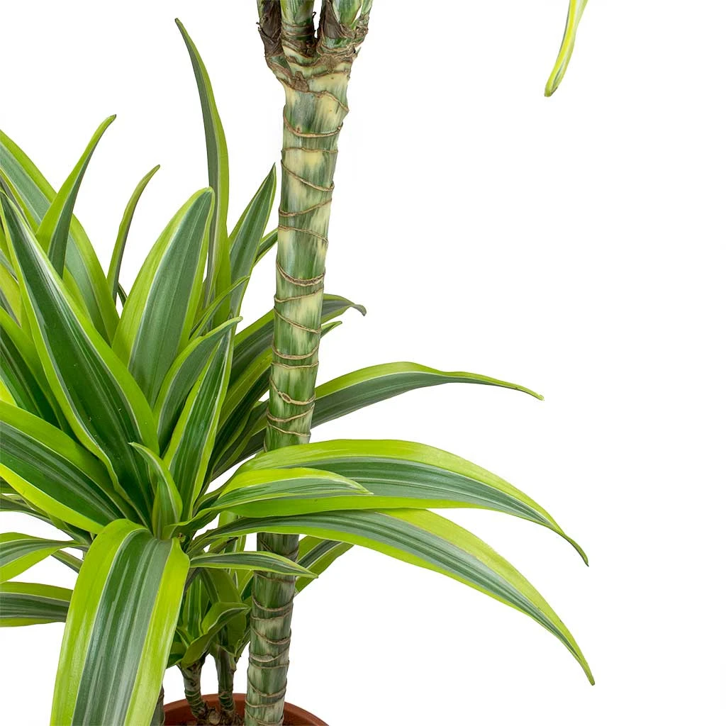 Dracaena Lemon Lime - Multi Stem - HydroCare 4 Dracaena Lemon Lime - Multi Stem - HydroCare - Image 4
