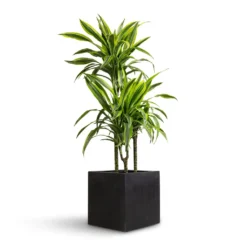 Grigio Anthracite Concrete Cube Planter β Lightweight Modern Indoor/Outdoor Resin Pot 15 Grigio Anthracite Concrete Cube Planter β Lightweight Modern Indoor/Outdoor Resin Pot -HORTOLOGY Plants Sale Dracaena fragrans Lemon Lime Multi Stem 21x100cm 3 stems Grigio Cube Planter Anthracite Concrete 30x30x30cm