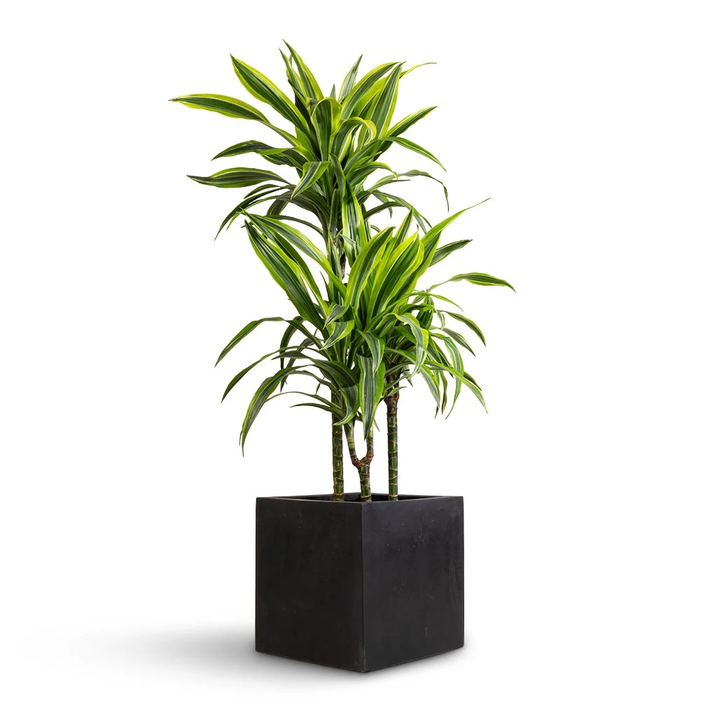 Grigio Anthracite Concrete Cube Planter β Lightweight Modern Indoor/Outdoor Resin Pot 5 Grigio Anthracite Concrete Cube Planter β Lightweight Modern Indoor/Outdoor Resin Pot - Image 5