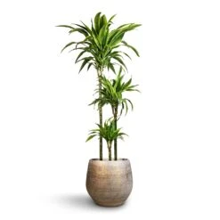 Noor Plant Pot - Metallic Grey -HORTOLOGY Plants Sale Dracaena fragrans Lemon Lime Multi Stem 24x140cm 3stems Noor Plant Pot Metallic Grey 36x33cm 2 69d85773 6bcd 409f b13f 8f569db81933