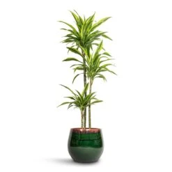 Charlotte Plant Pot - Green 26 Charlotte Plant Pot - Green -HORTOLOGY Plants Sale Dracaena fragrans Lemon Lime Multi Stem 24x145cm 3 stems Charlotte Plant Pot Green 33x30cm 9d02d633 744b 4642 96eb 8bc3306d9086