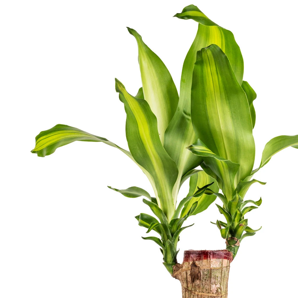Dracaena Fragrans Massangeana - Single Stem 2 Dracaena Fragrans Massangeana - Single Stem - Image 2