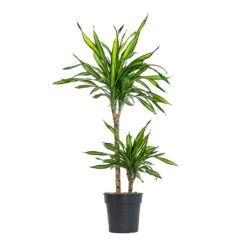 Dracaena Fragrans Riki - Multi Stem -HORTOLOGY Plants Sale Dracaena fragrans Riki Multi Stem 19cm