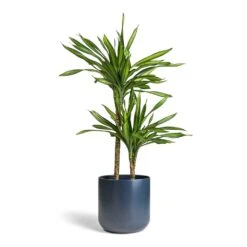 Dracaena Fragrans Riki - Multi Stem -HORTOLOGY Plants Sale Dracaena fragrans Riki Multi Stem 19x85cm 2 stems Lisbon Plant Pot Navy 24x24cm
