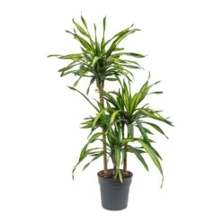 Dracaena Fragrans Riki - Multi Stem -HORTOLOGY Plants Sale Dracaena fragrans Riki Multi Stem 21cm