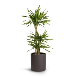 Dracaena Fragrans Riki - Multi Stem -HORTOLOGY Plants Sale Dracaena fragrans Riki Multi Stem 21x100cm 3stems Max Refined Planter Volcano Black 29x29.5cm a52b05ae d393 4543 83a5 e58e58009954