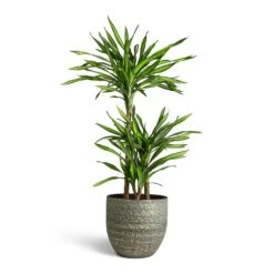 Rinca Plant Pot - Shiny Green -HORTOLOGY Plants Sale Dracaena fragrans Riki Multi Stem 21x100cm 3 stems Rinca Plant Pot Shiny Green 29x26cm 3a4d4980 6d0b 4b90 930a 2501c7de1a20