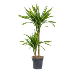 Dracaena Fragrans Riki - Multi Stem -HORTOLOGY Plants Sale Dracaena fragrans Riki Multi Stem